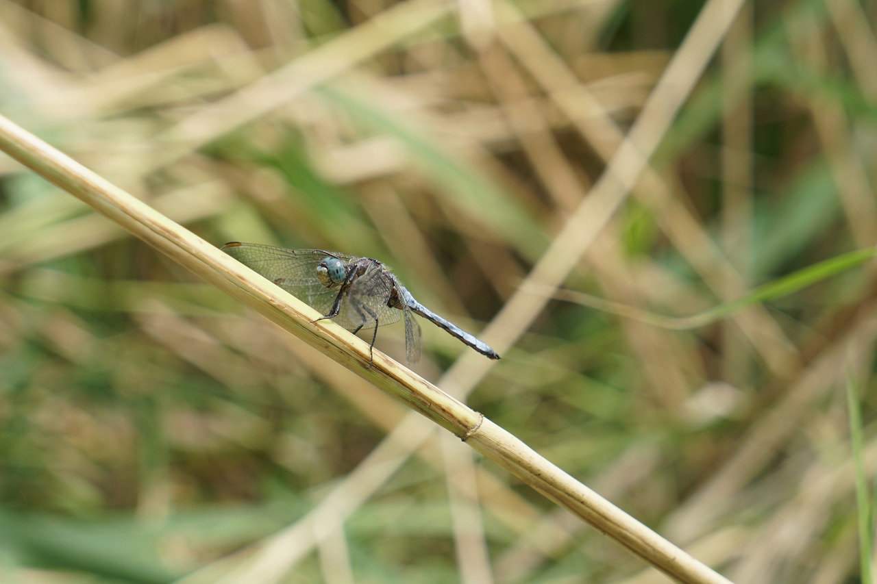 dragonfly insect free pictures free photo