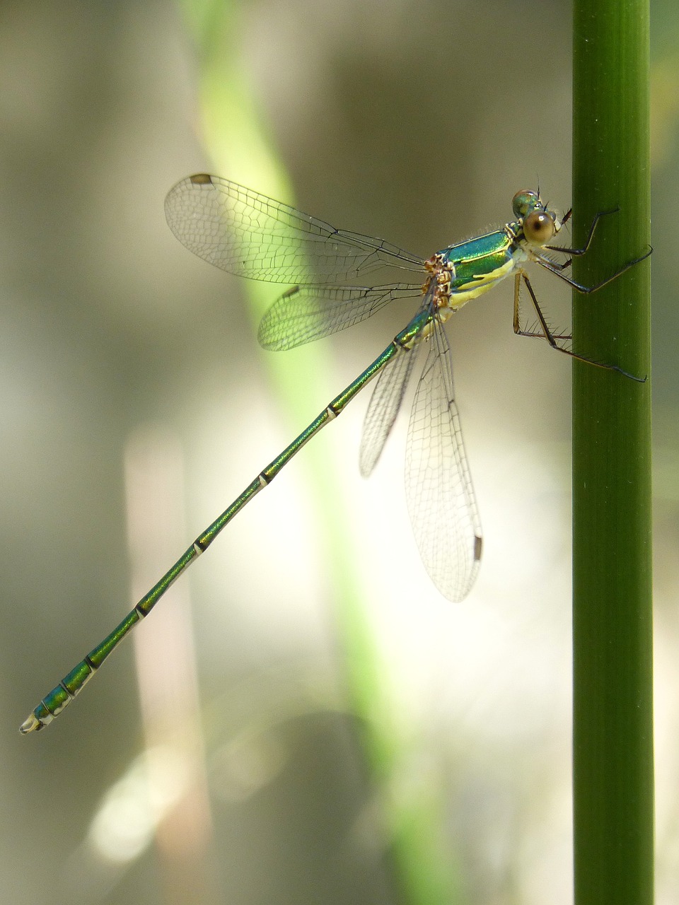 dragonfly stem green dragonfly free photo