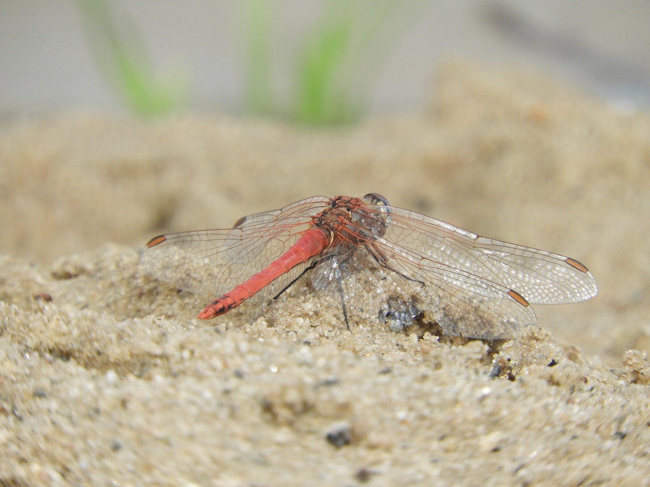 dragonfly wing insect free photo