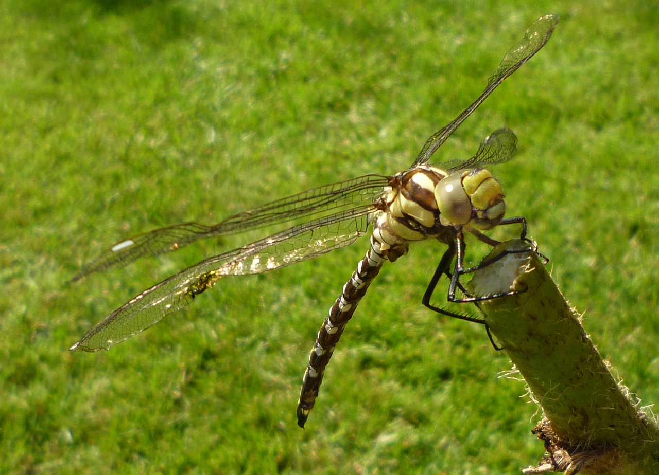 dragonfly insect close free photo