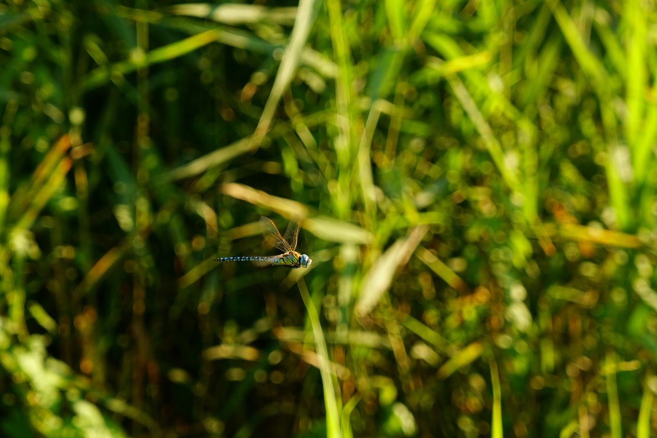 dragonfly flight insect free pictures free photo