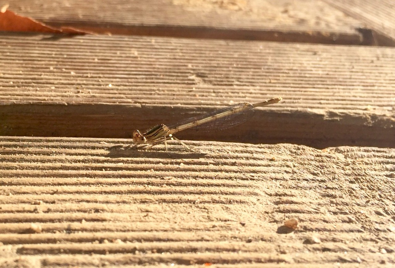 dragonfly insect macro free photo