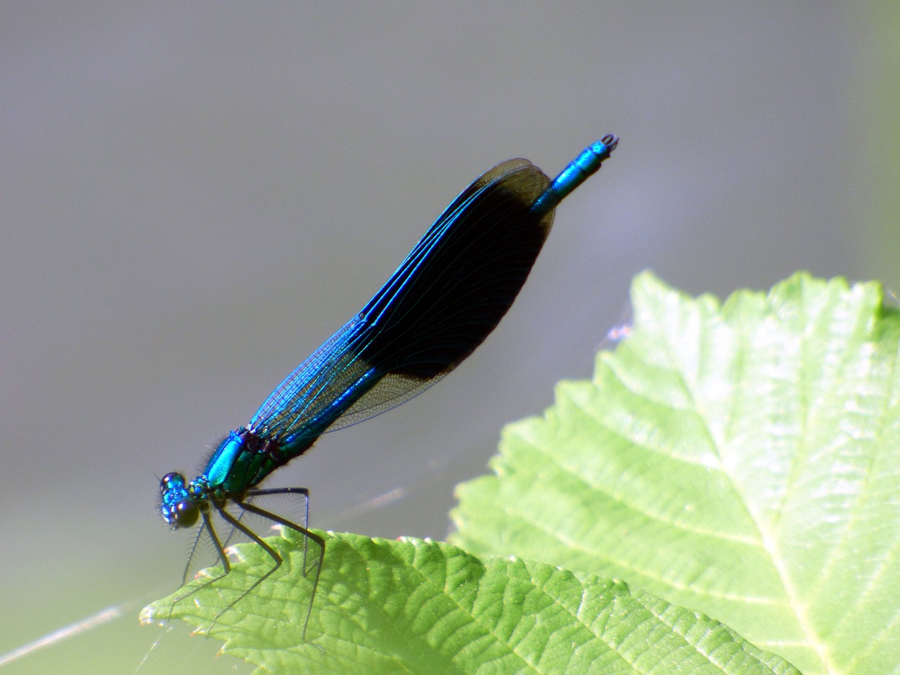 dragonfly insect demoiselle free photo