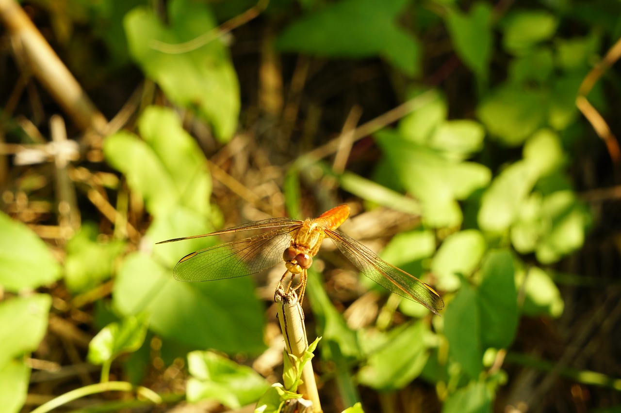 dragonfly insect free pictures free photo