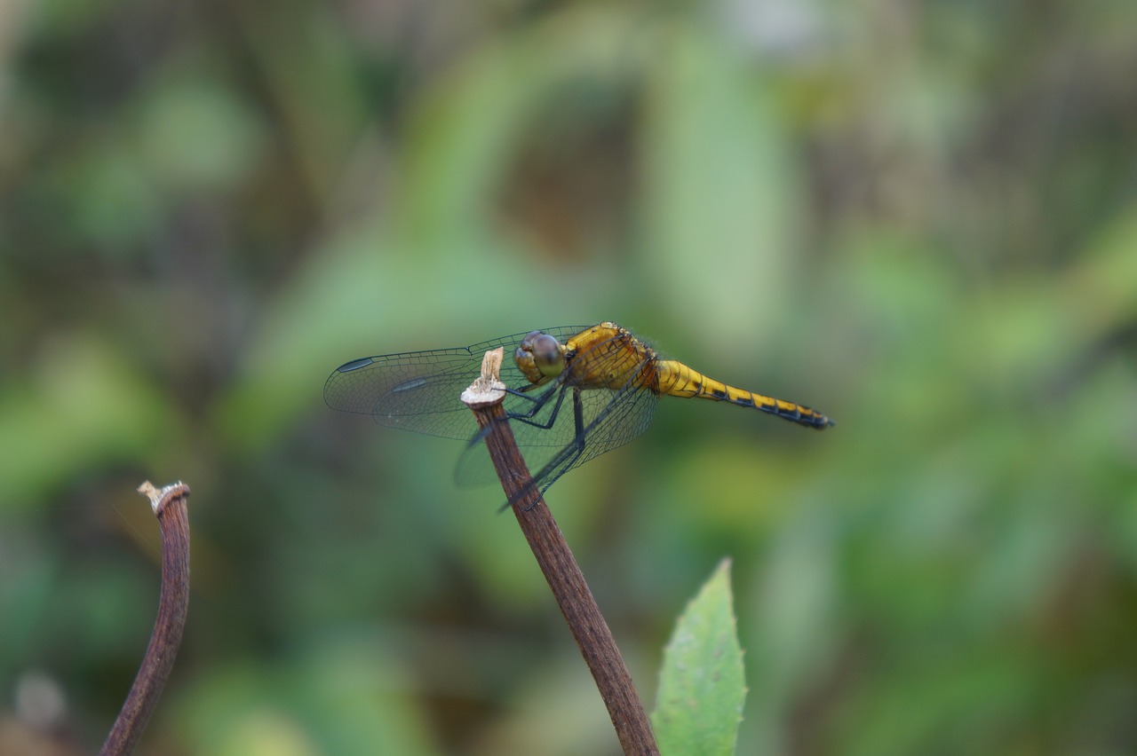 dragonfly anisoptera yellow free photo