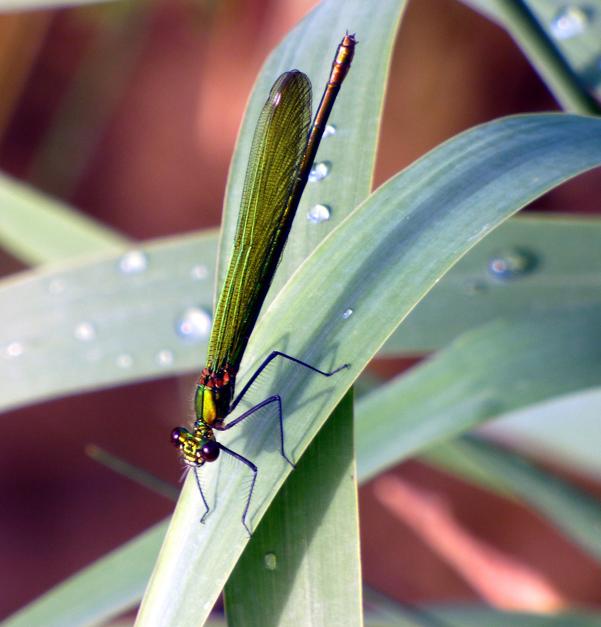 dragonfly demoiselle green free photo