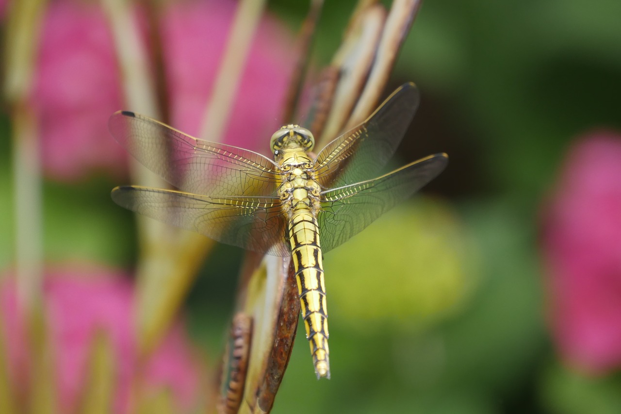 dragonfly animals nature free photo