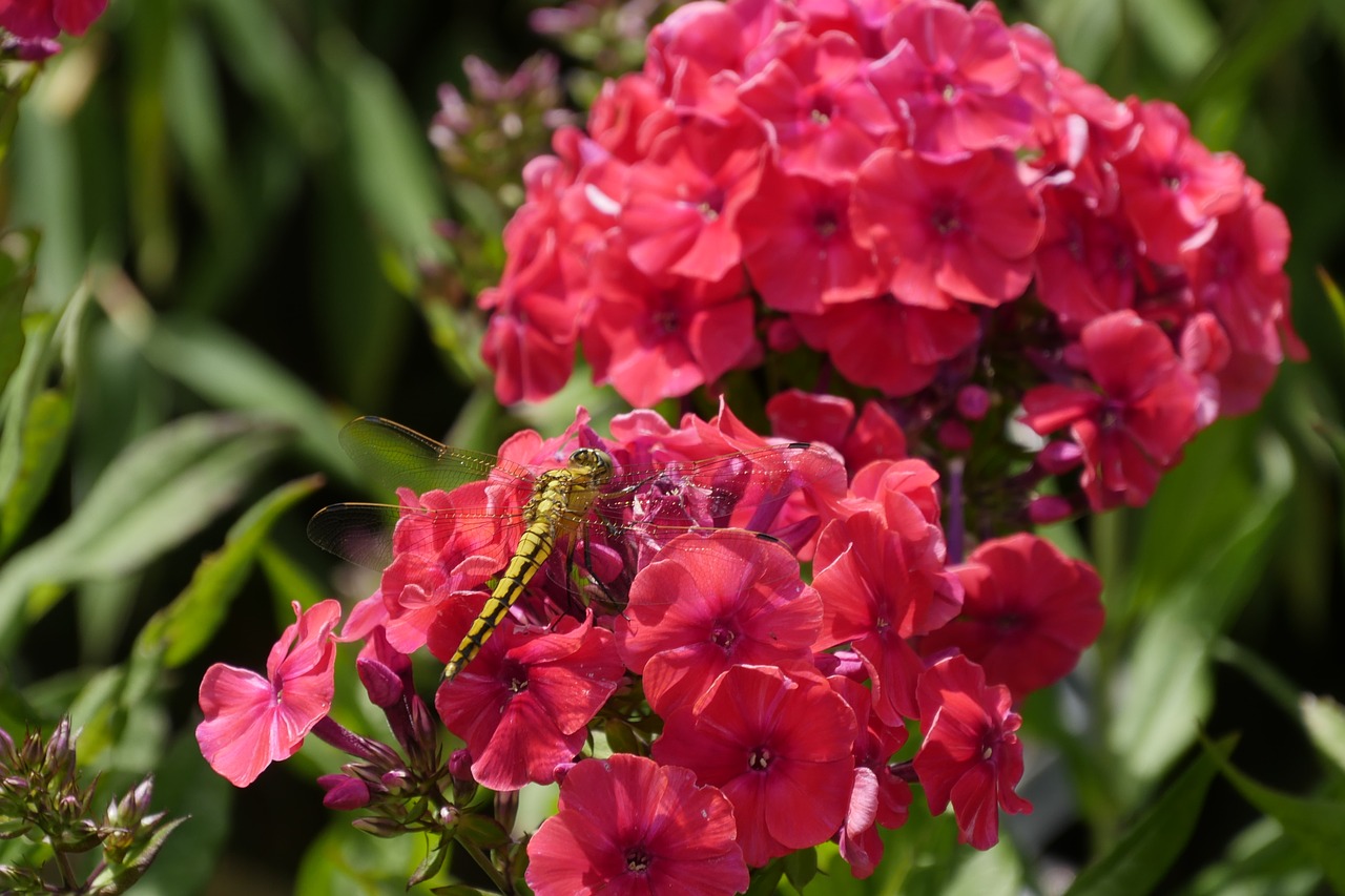 dragonfly flowers nature free photo