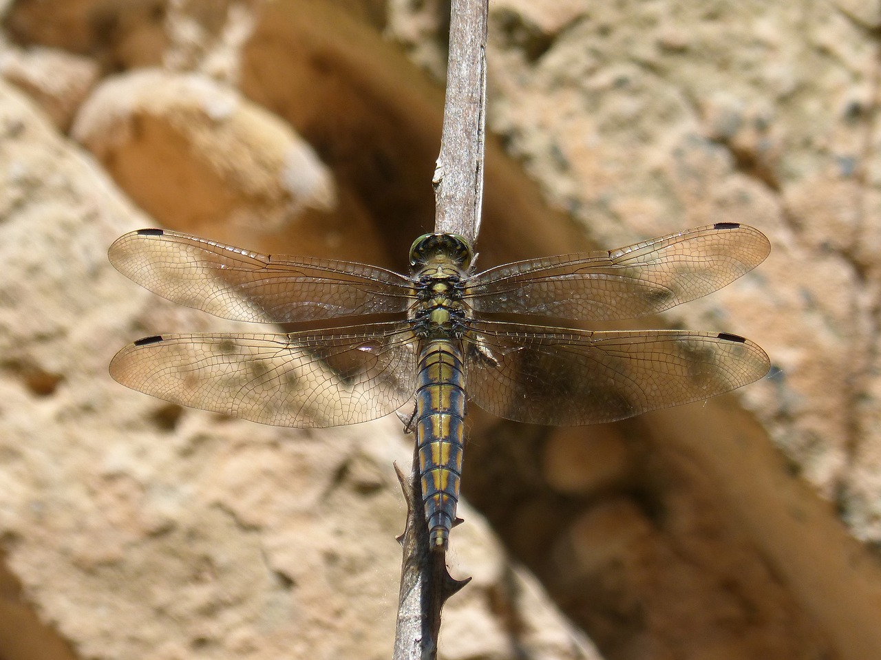 dragonfly selysiothemis nigra winged insect free photo