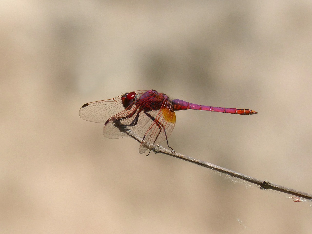 dragonfly branch annulata trithemis free photo