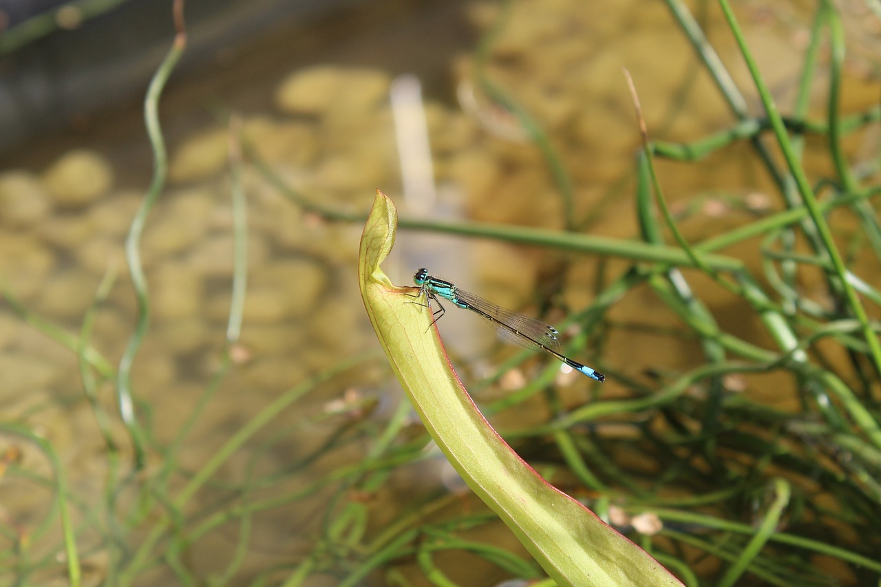 dragonfly pond insect free photo