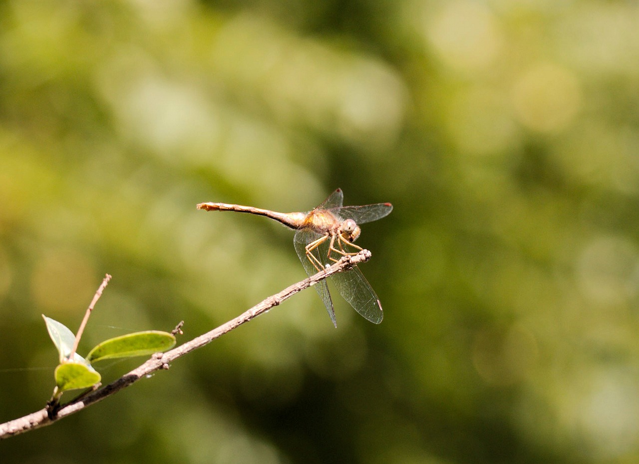 dragonfly insect nature free photo