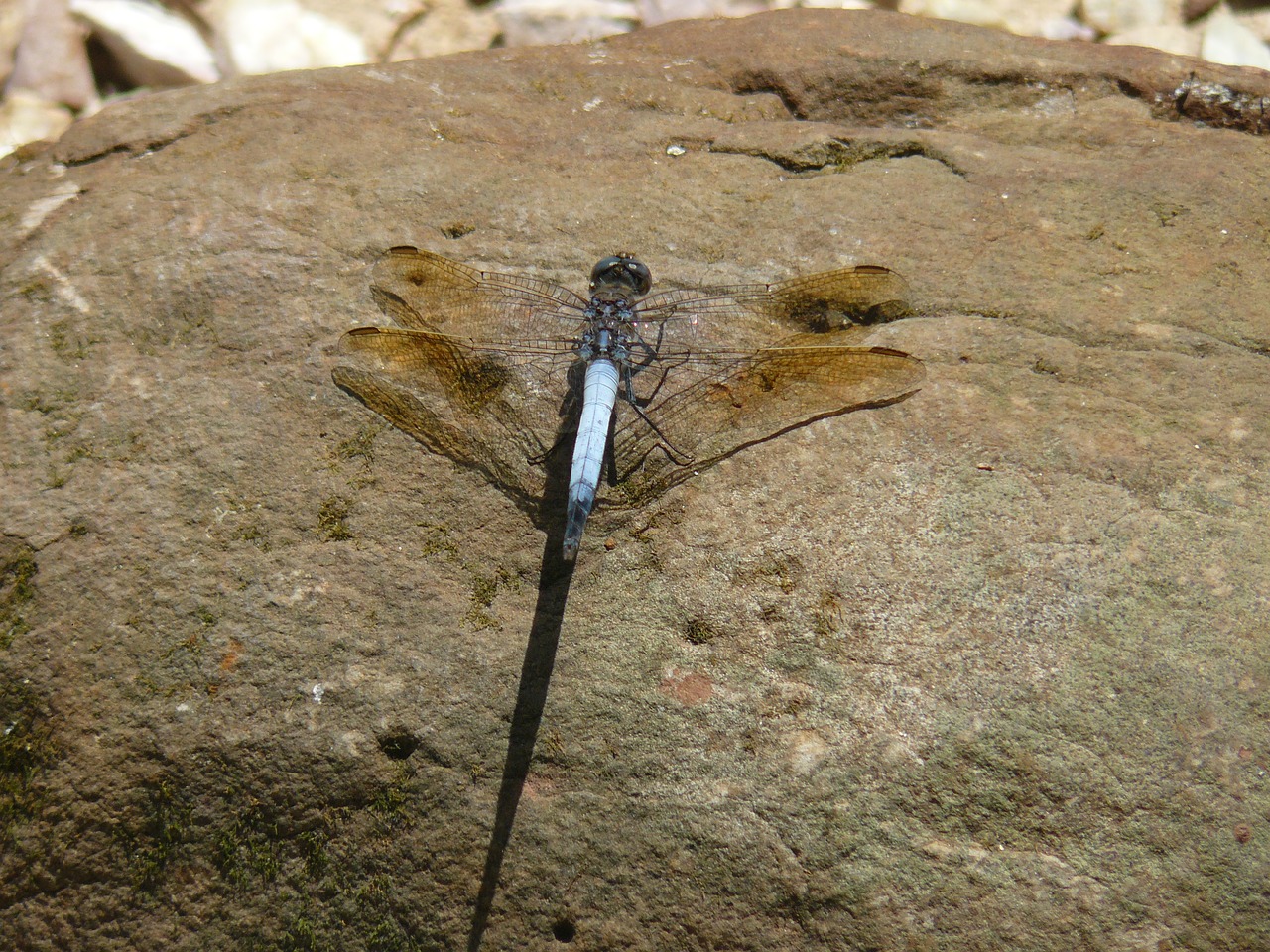 dragonfly nature insect free photo