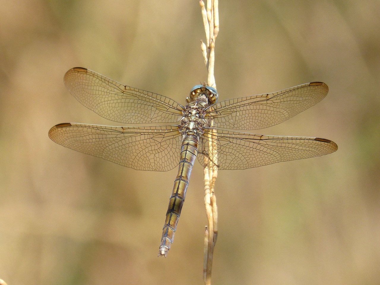 dragonfly orthetrum chrysostigma beauty free photo