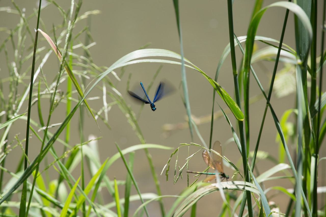 dragonfly nature spring free photo