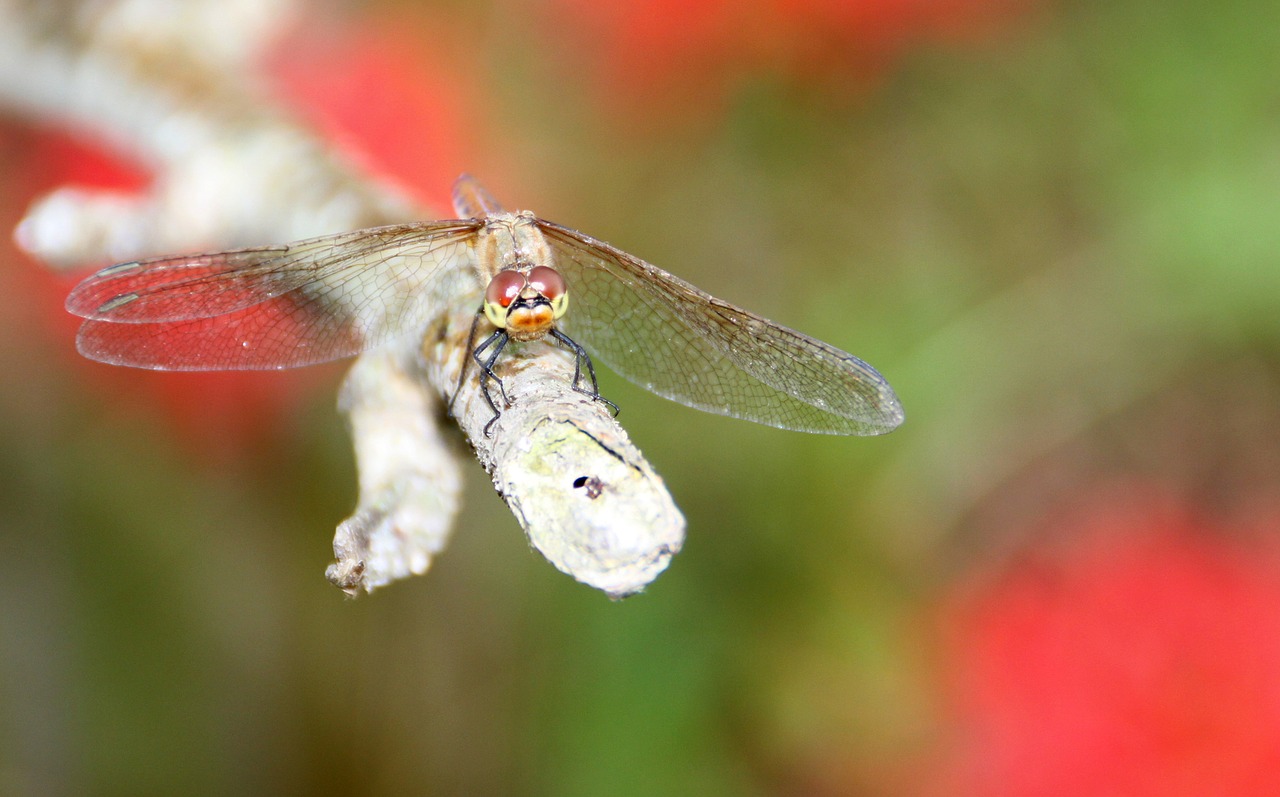 dragonfly snow autumn free photo