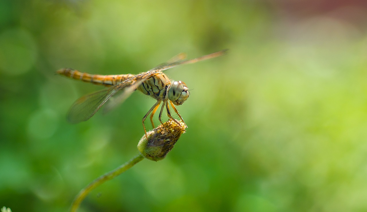 dragonfly bugs nature free photo