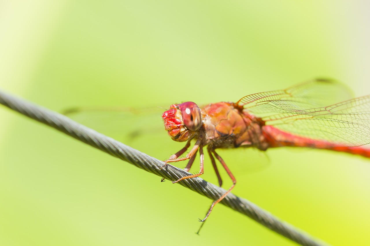 dragonfly insect nature free photo