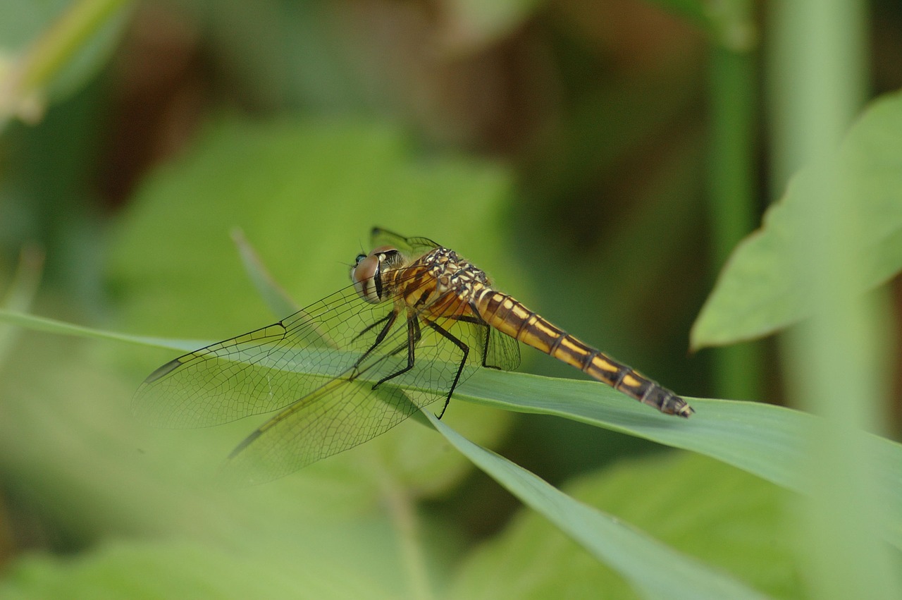 dragonfly insect nature free photo