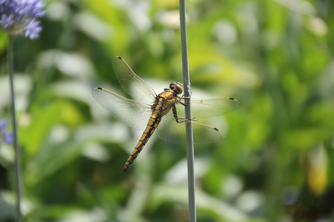 dragonfly garden insect free photo