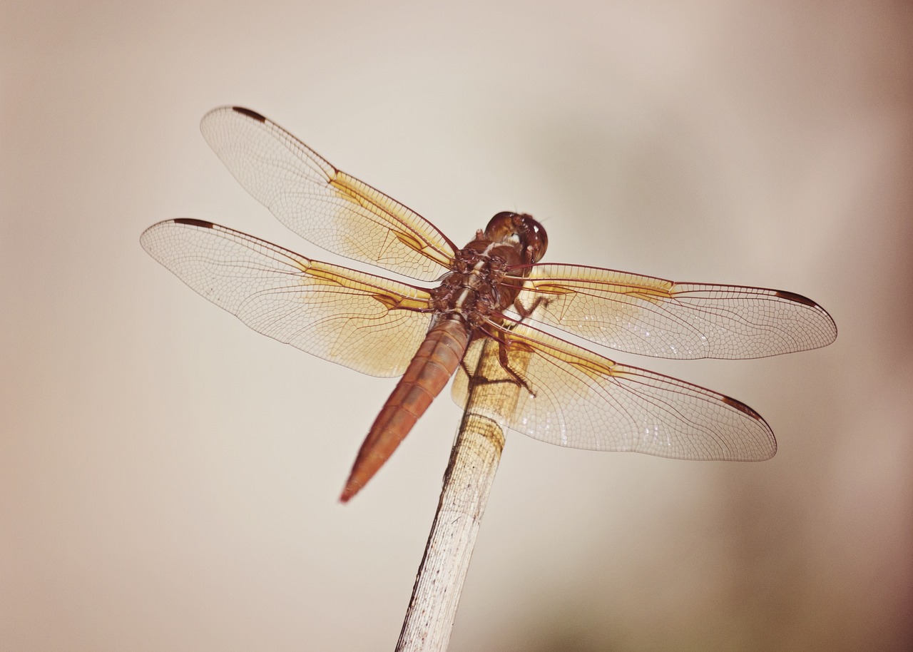 dragonfly macro nature free photo