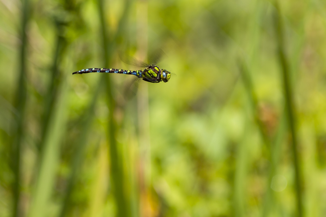 dragonfly hawker flight insect free photo