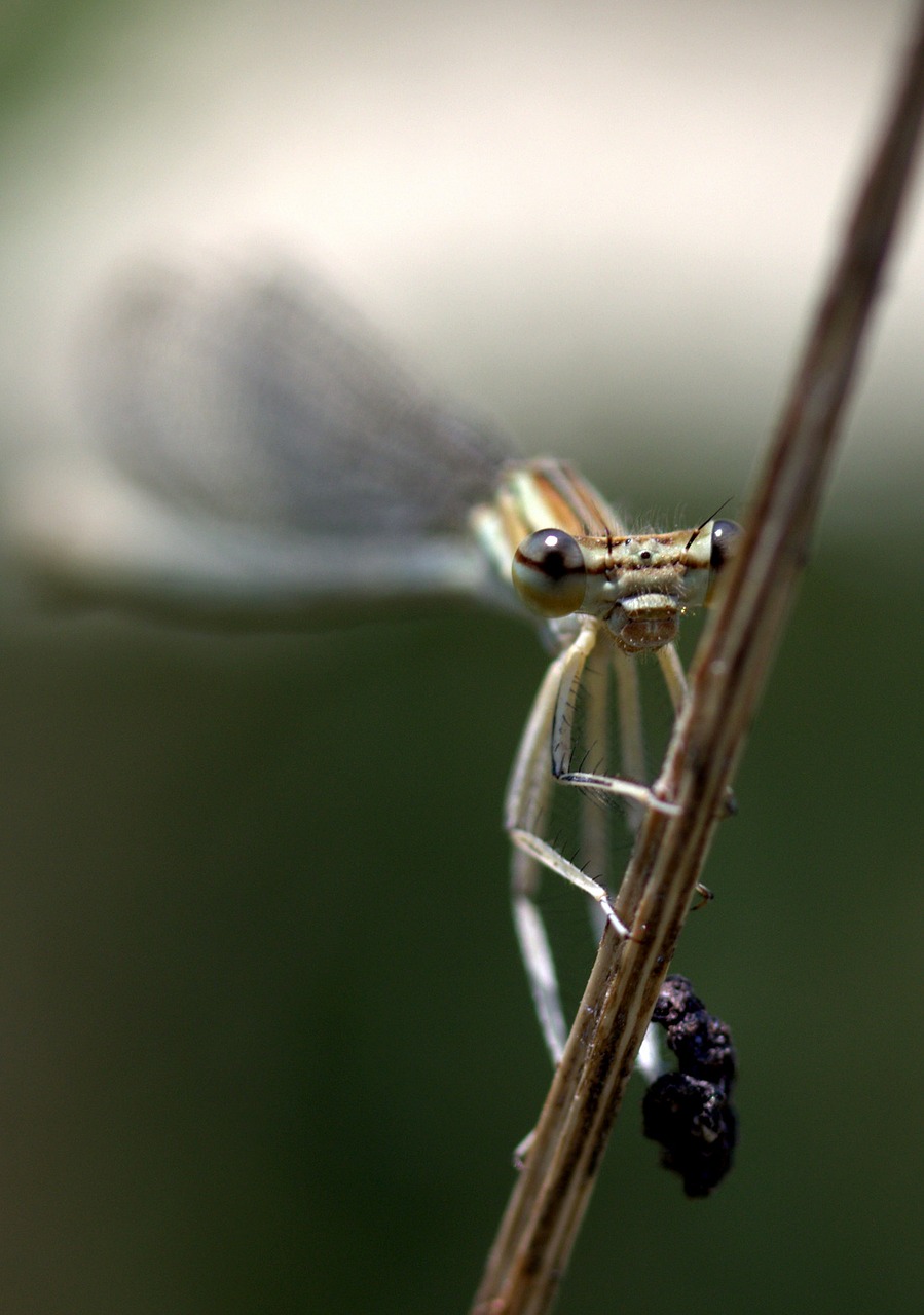 dragonfly insecta wings free photo