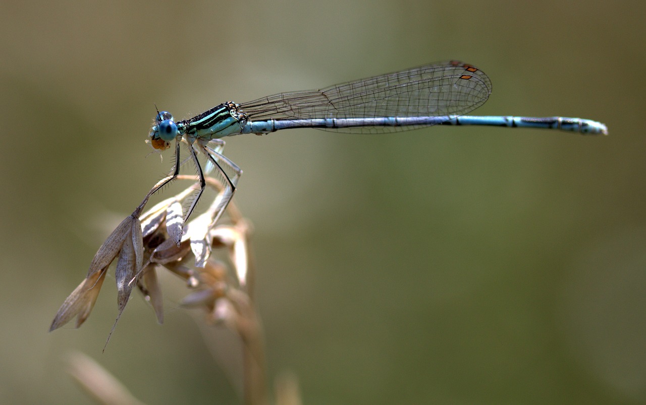 dragonfly insecta wings free photo