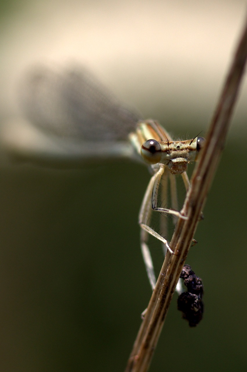 dragonfly insecta wings free photo