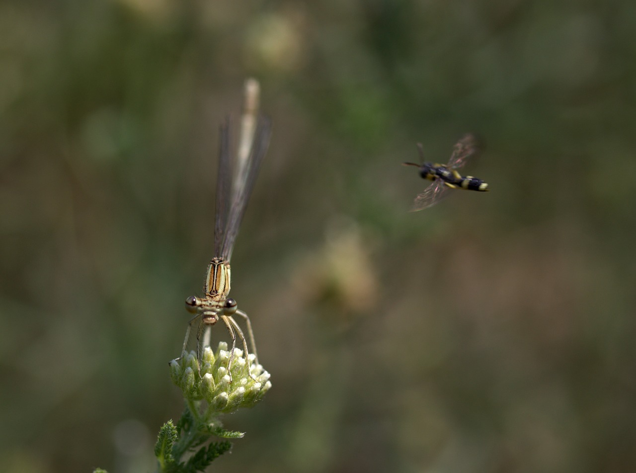 dragonfly insecta wings free photo