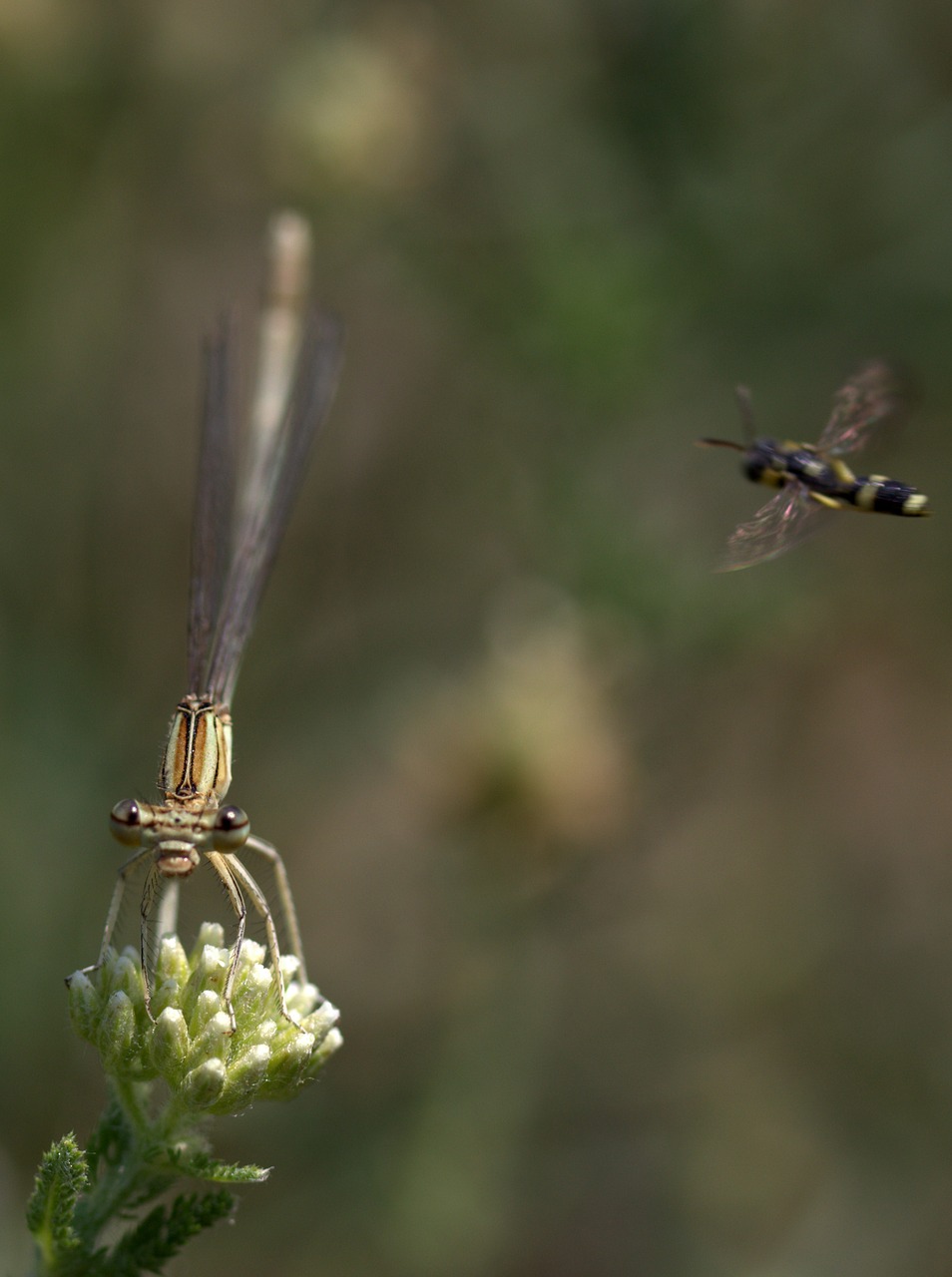 dragonfly insecta wings free photo