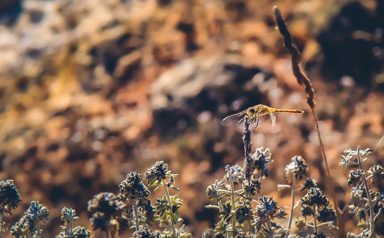 dragonfly beach nature free photo