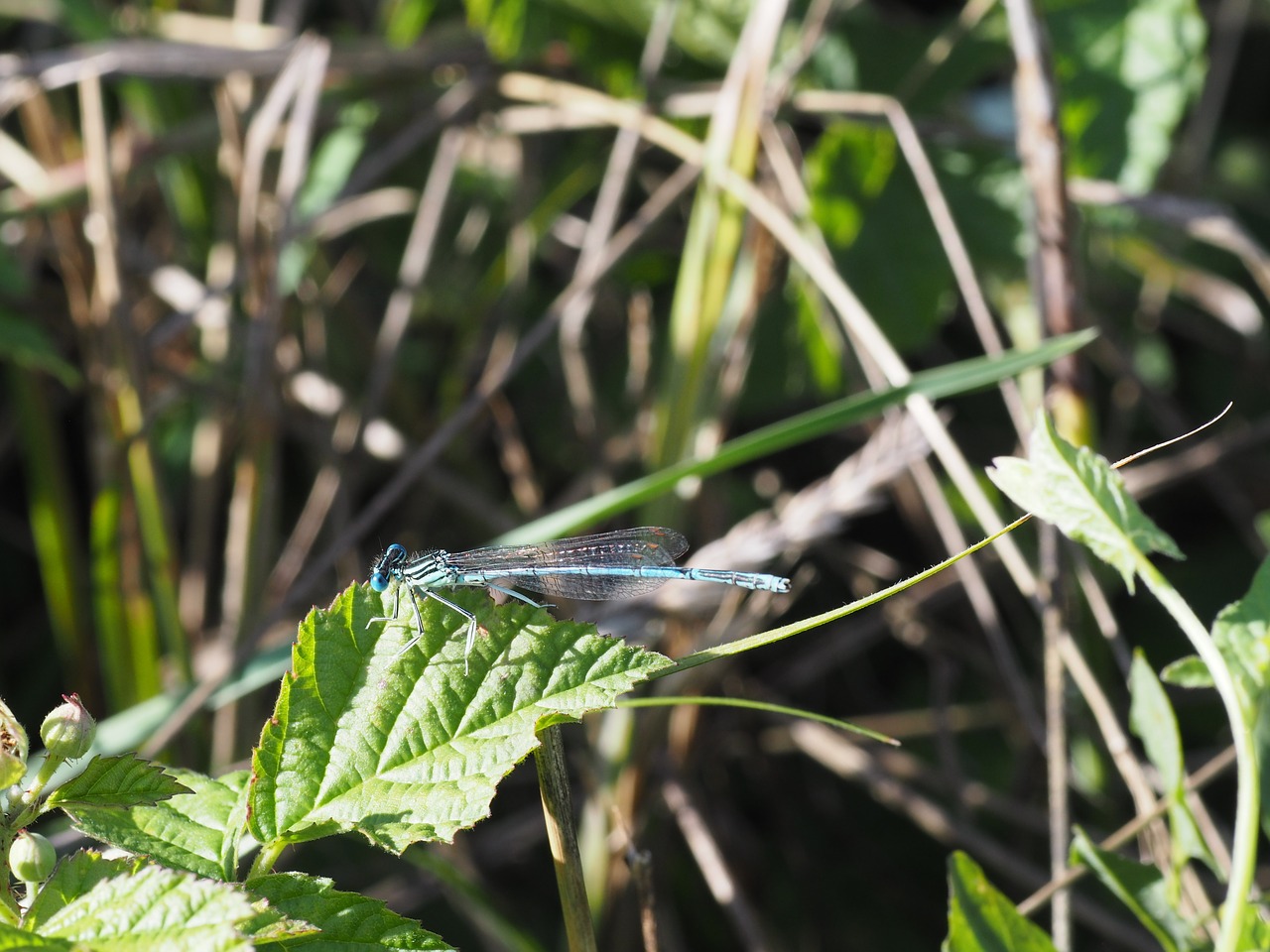 dragonfly insect close free photo