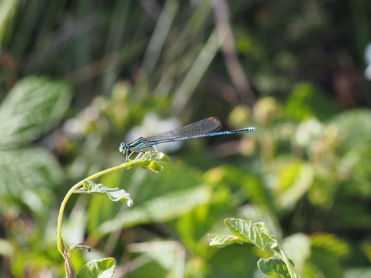 dragonfly insect close free photo