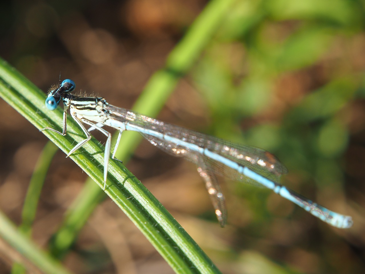 dragonfly insect nature free photo