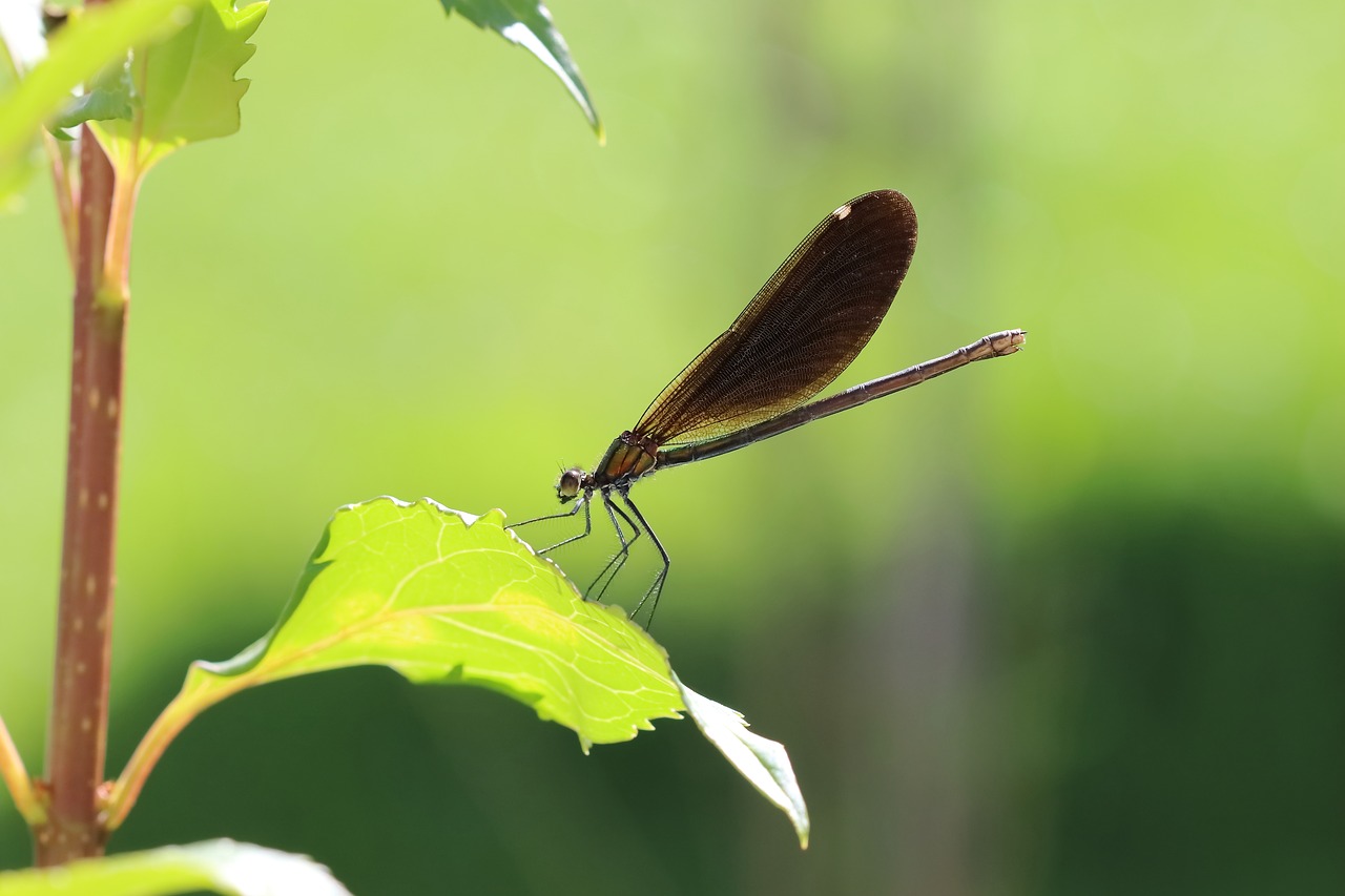 dragonfly leaf insect free photo