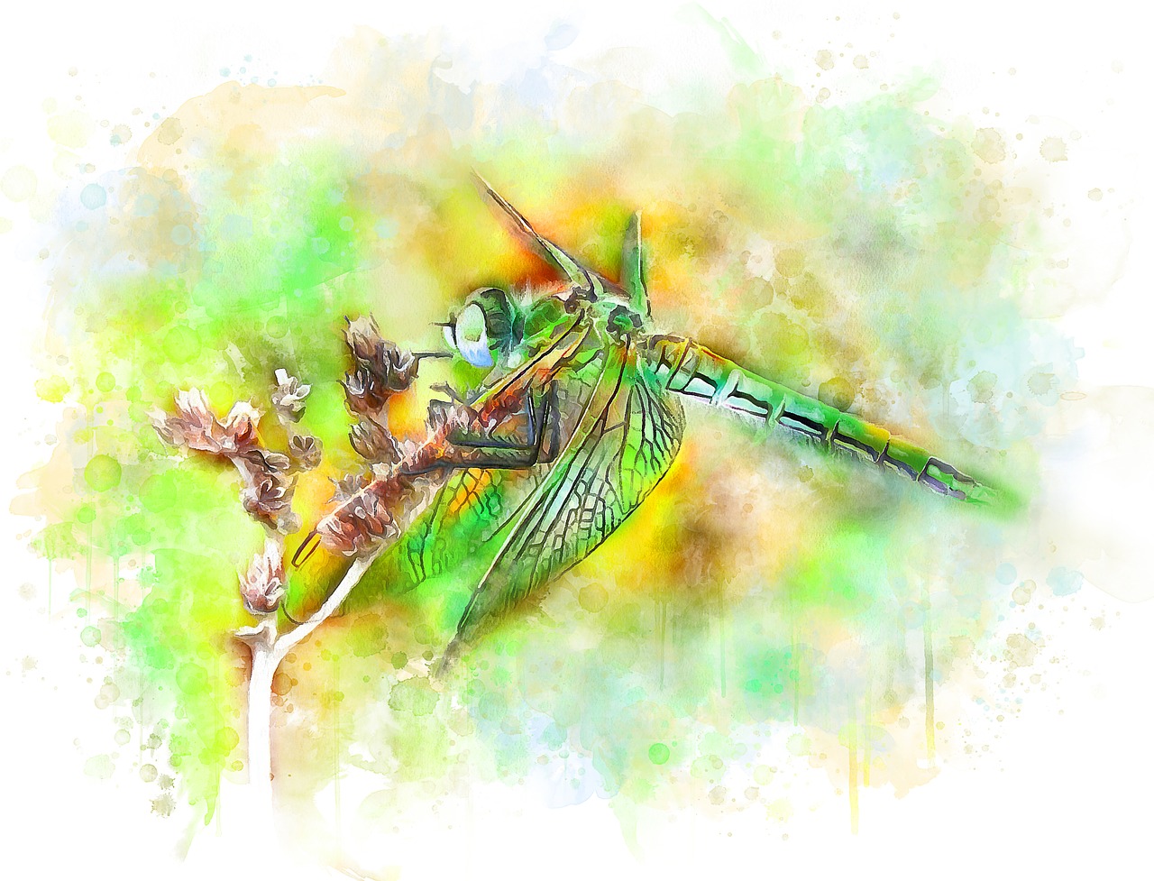 dragonfly insect nature free photo