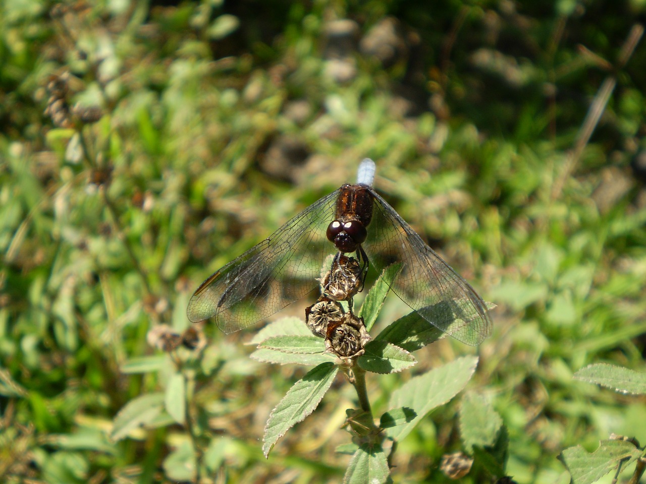 dragonfly old water insect free photo
