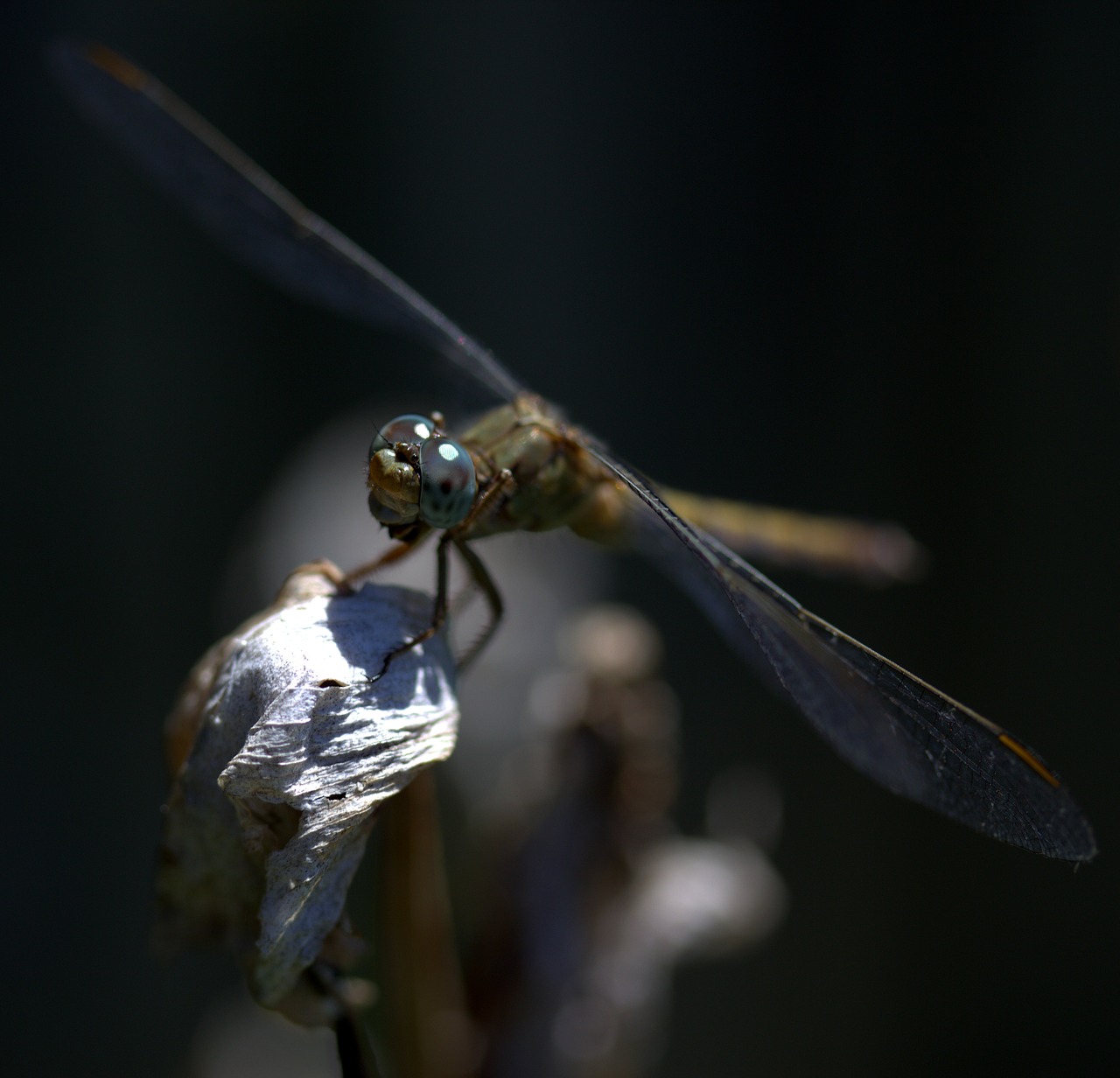 dragonfly insecta wings free photo