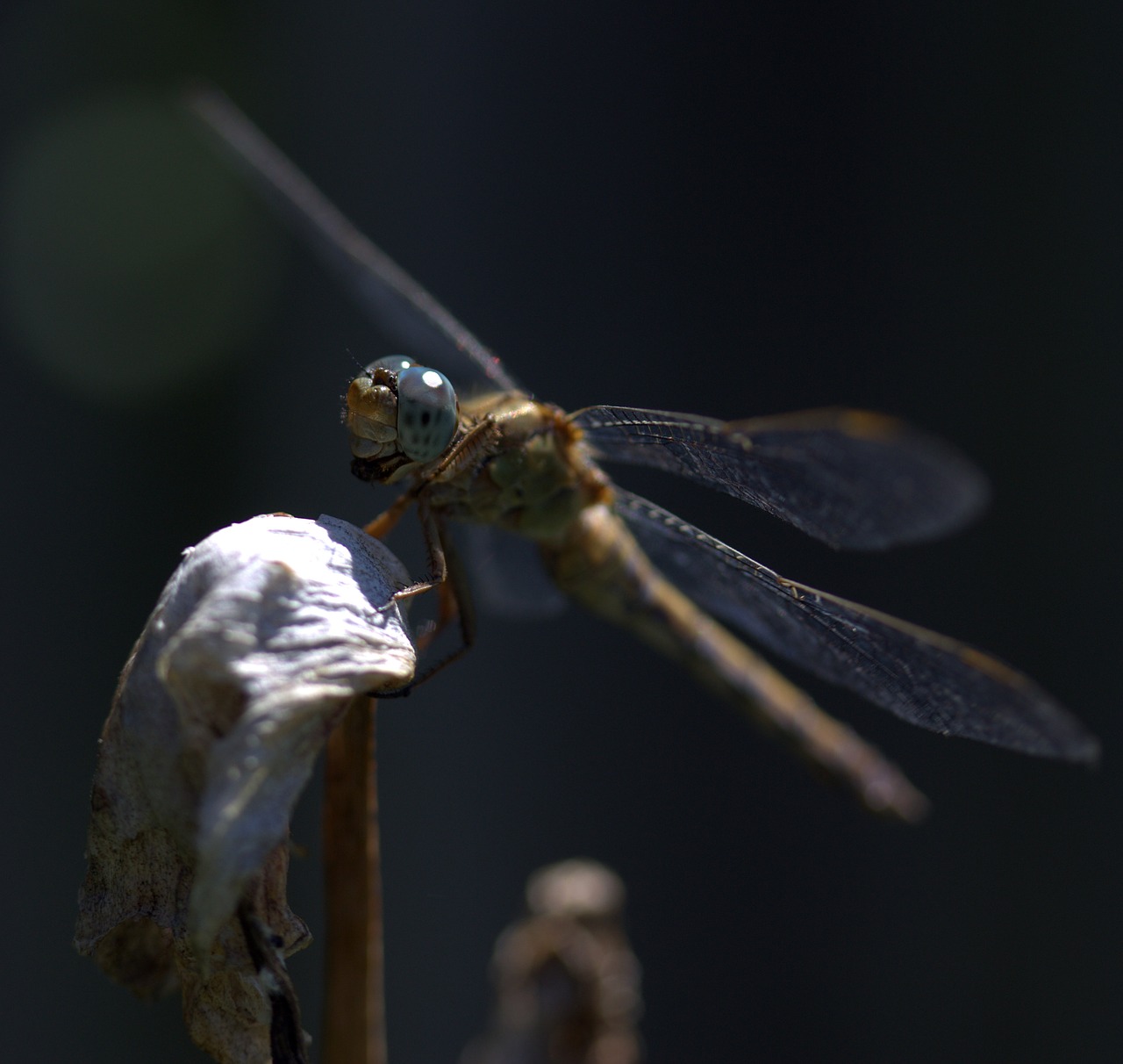 dragonfly insecta wings free photo