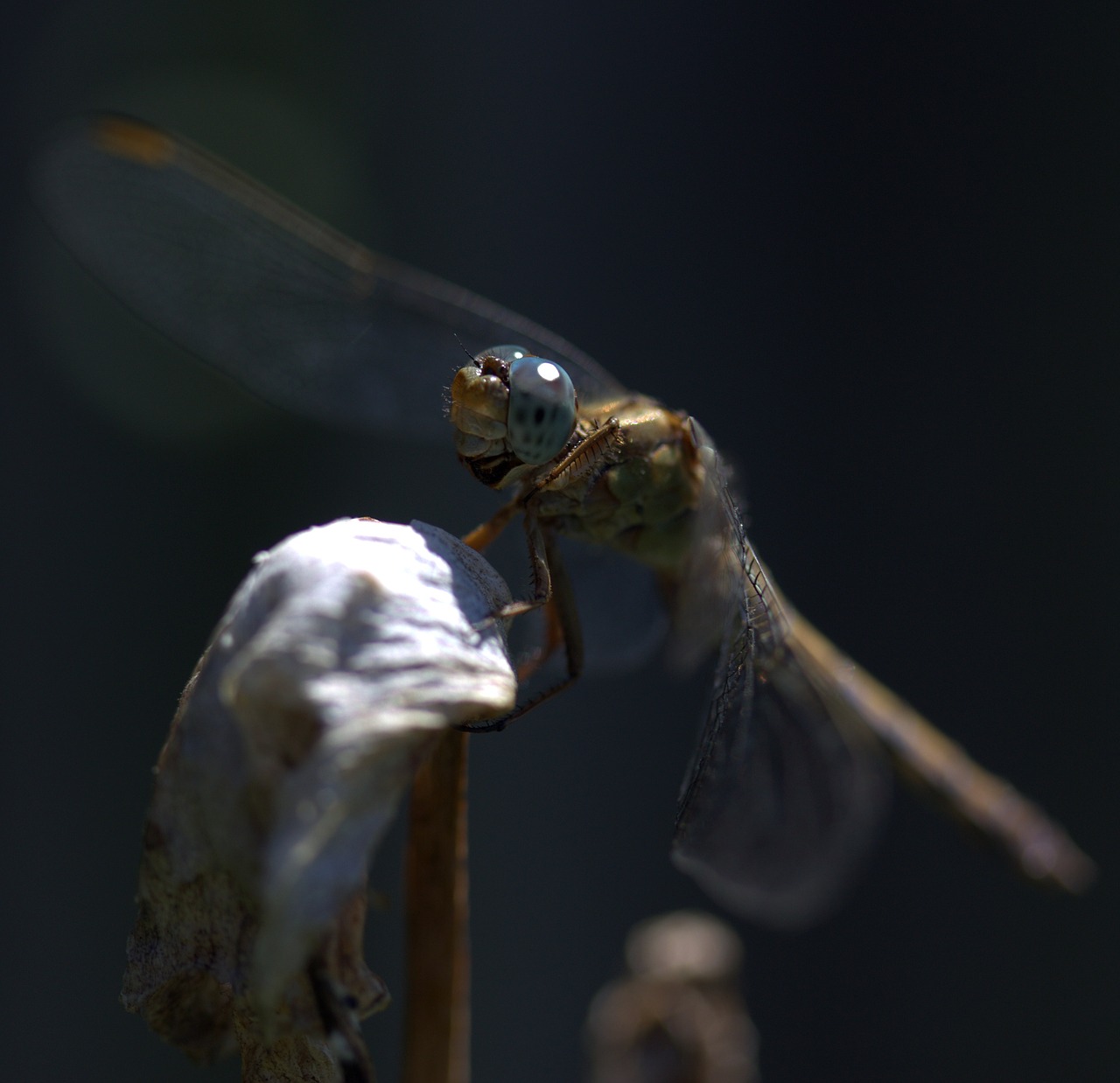 dragonfly insecta wings free photo