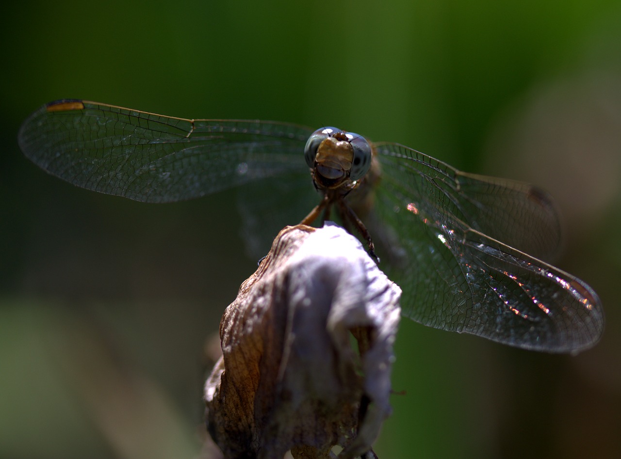 dragonfly insecta wings free photo