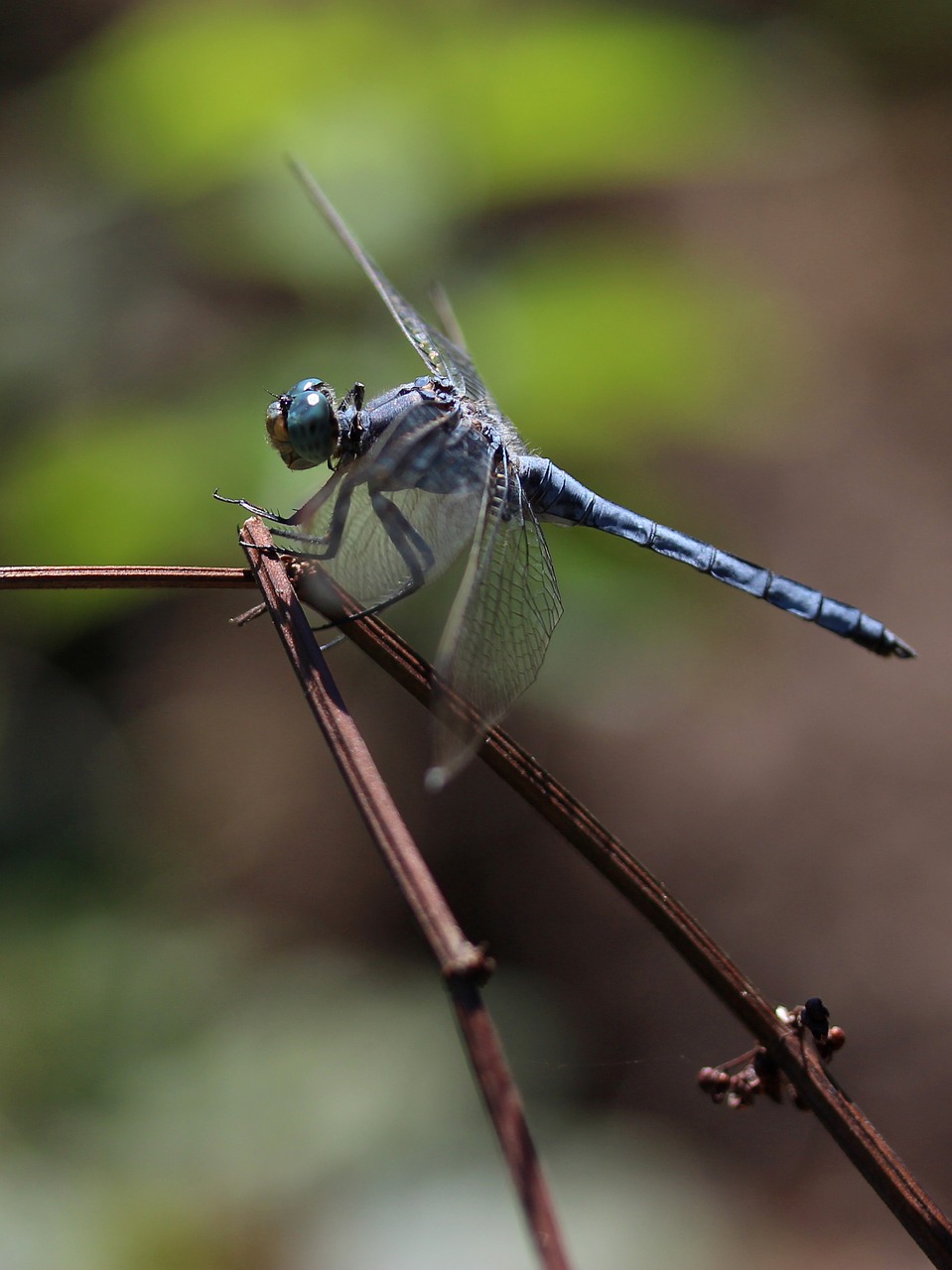 dragonfly insecta wings free photo