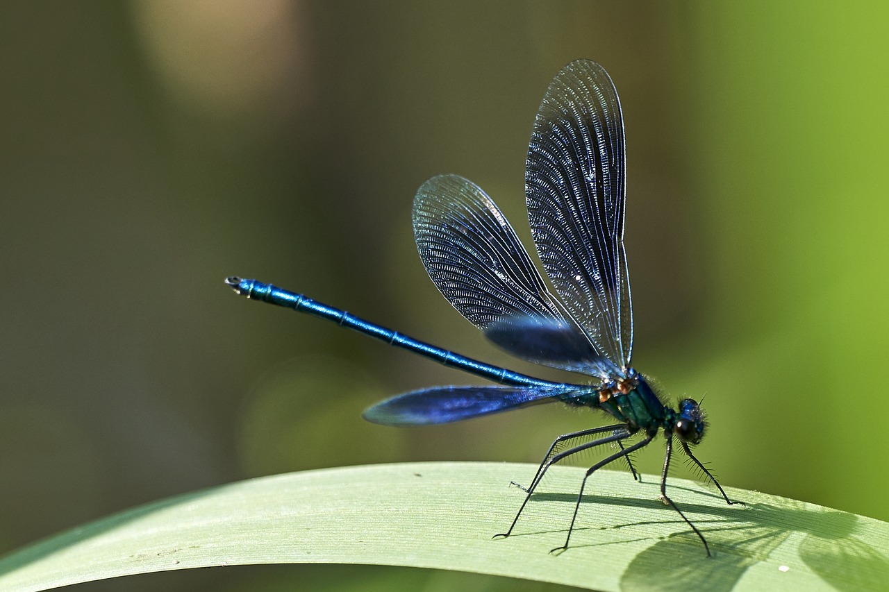 dragonfly blue wetlands free photo