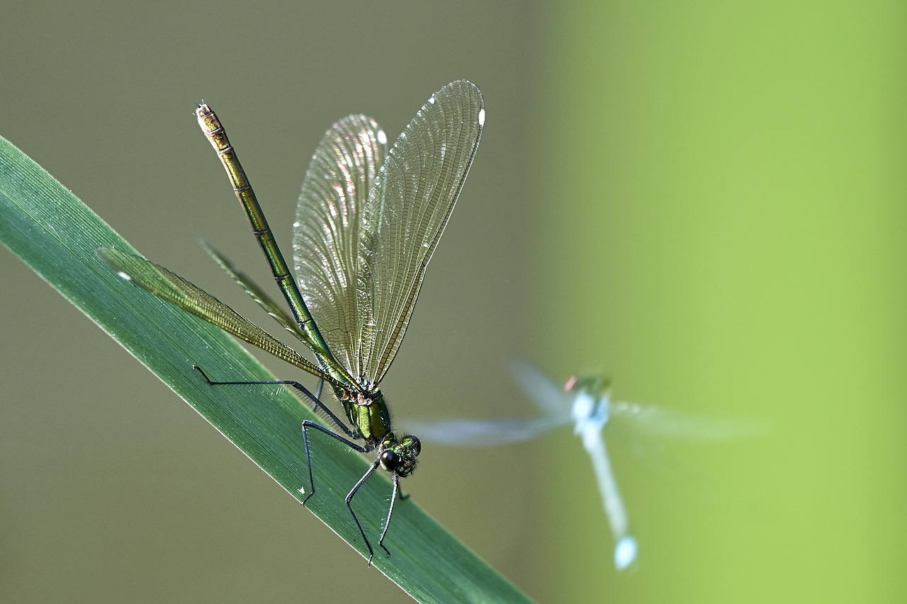 dragonfly green wetlands free photo