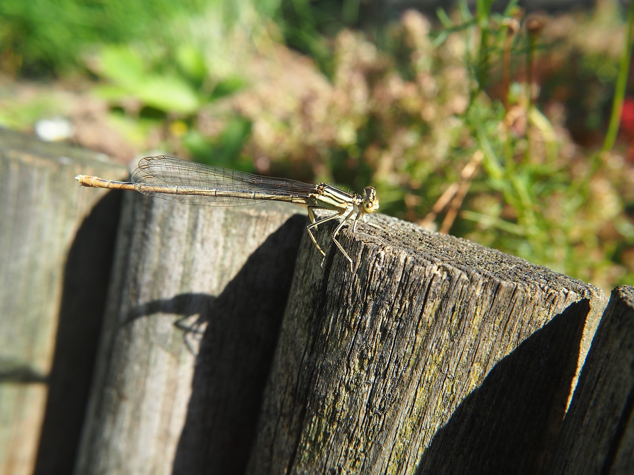 dragonfly garden insect free photo