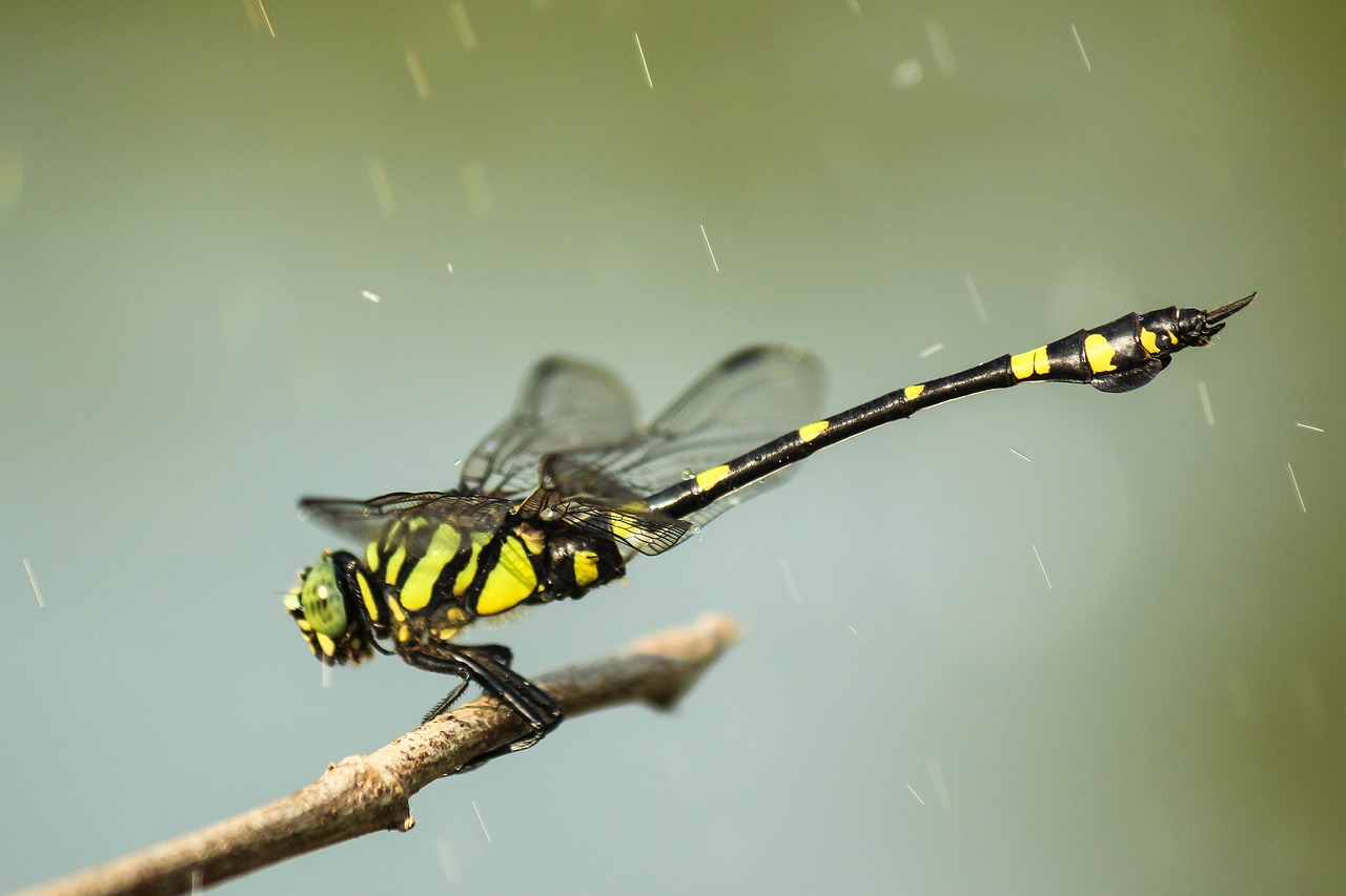 dragonfly nature insect free photo