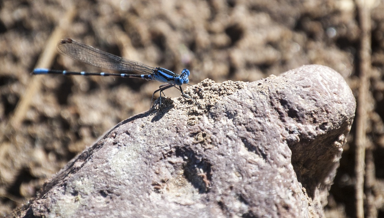 dragonfly damselfly insect free photo