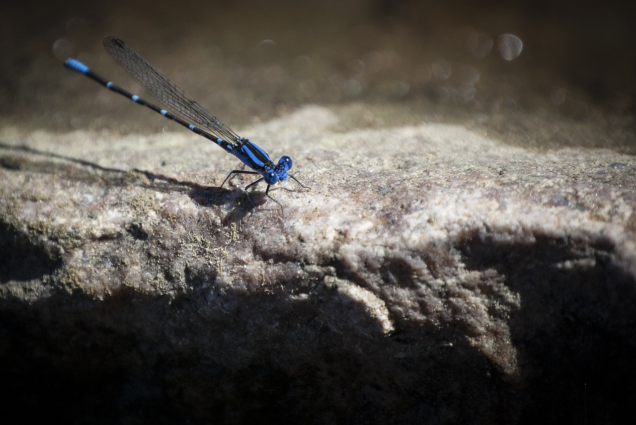 dragonfly wing blue free photo