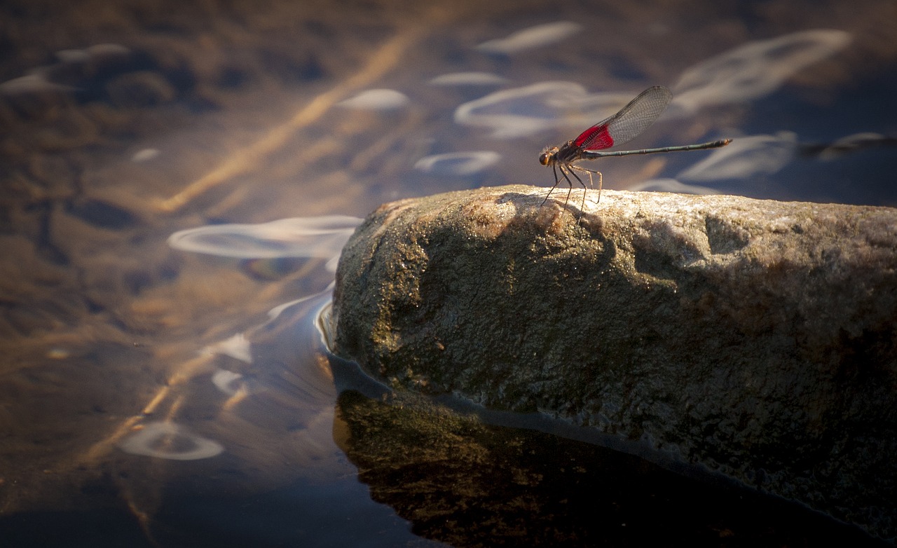 dragonfly wing red free photo